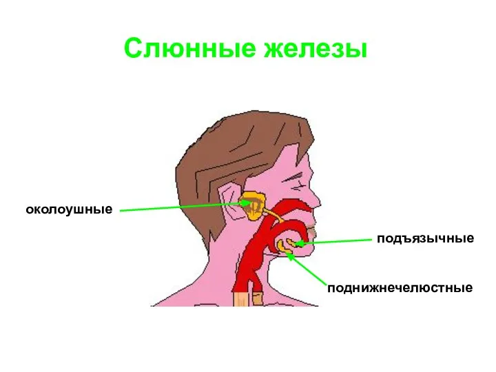 Слюнные железы околоушные подъязычные поднижнечелюстные