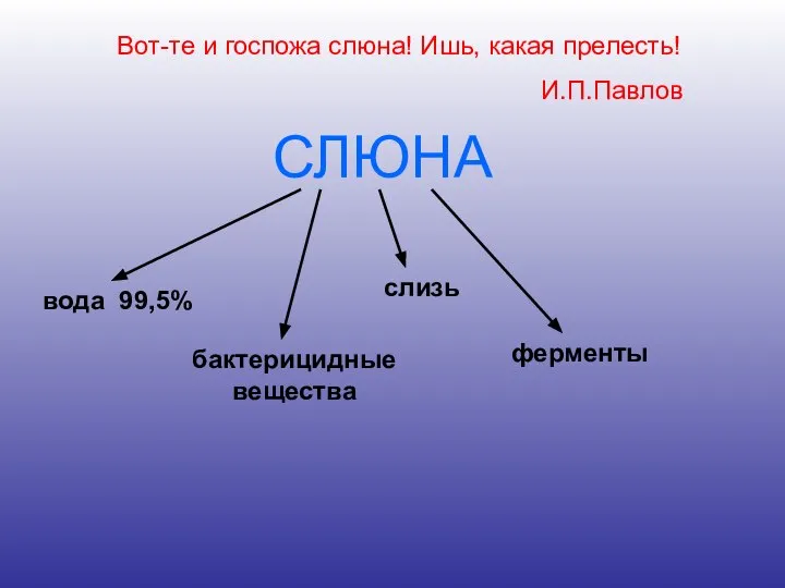 СЛЮНА вода 99,5% бактерицидные вещества слизь ферменты Вот-те и госпожа слюна! Ишь, какая прелесть! И.П.Павлов