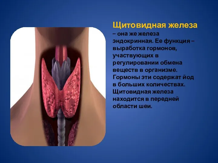 Щитовидная железа – она же железа эндокринная. Ее функция – выработка гормонов,