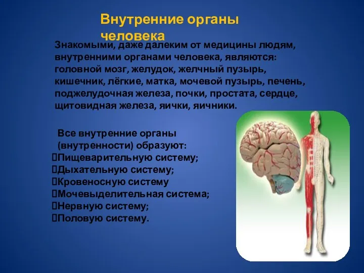 Знакомыми, даже далеким от медицины людям, внутренними органами человека, являются: головной мозг,