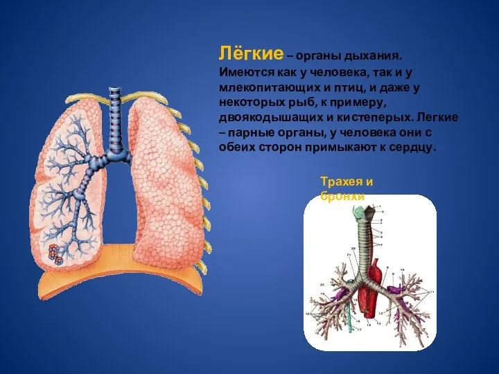 Лёгкие – органы дыхания. Имеются как у человека, так и у млекопитающих