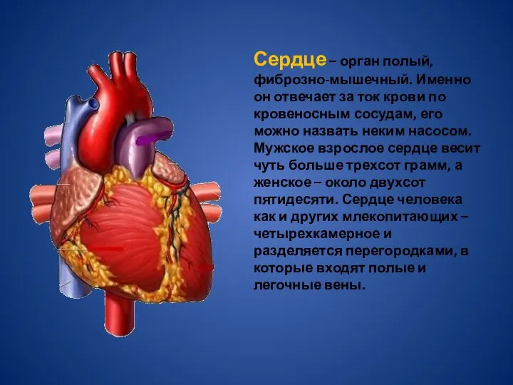 Сердце – орган полый, фиброзно-мышечный. Именно он отвечает за ток крови по