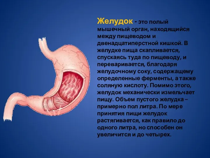 Желудок - это полый мышечный орган, находящийся между пищеводом и двенадцатиперстной кишкой.