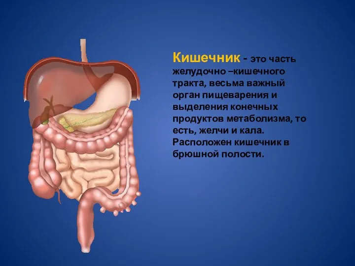 Кишечник - это часть желудочно –кишечного тракта, весьма важный орган пищеварения и