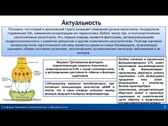 Актуальность 5-Нt4-рецептор является метаботропным, при активации повышающим количество цАМФ в клетке, что