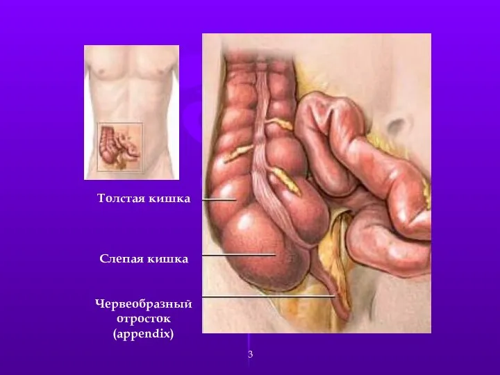 Толстая кишка Слепая кишка Червеобразный отросток (aрpendix)