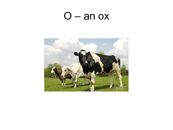 O – an ox