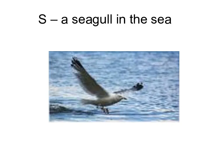 S – a seagull in the sea