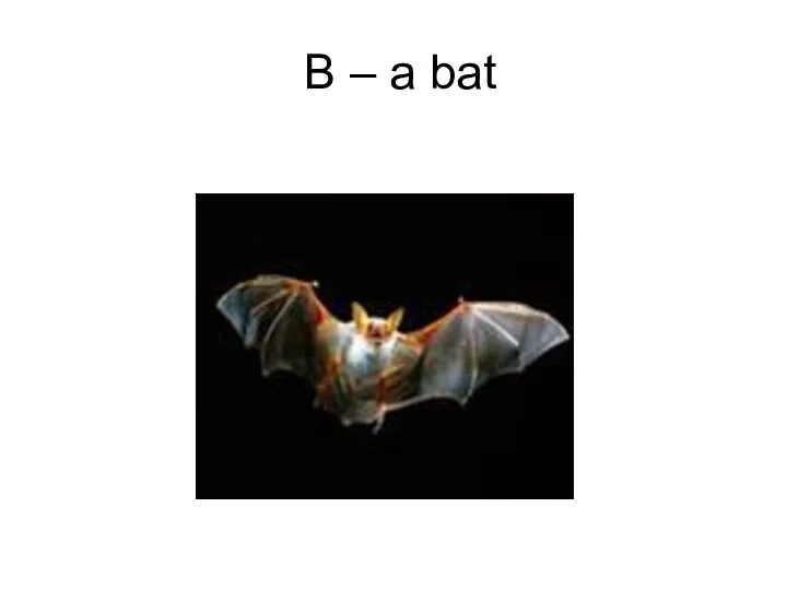 B – a bat