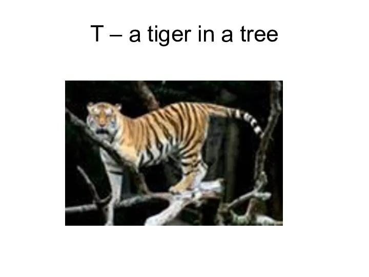 T – a tiger in a tree