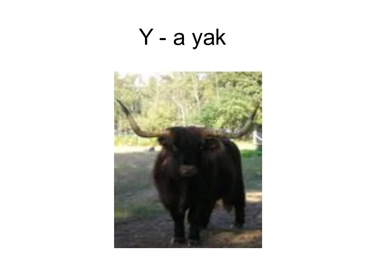Y - a yak