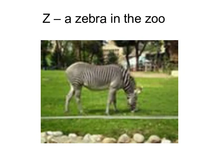 Z – a zebra in the zoo