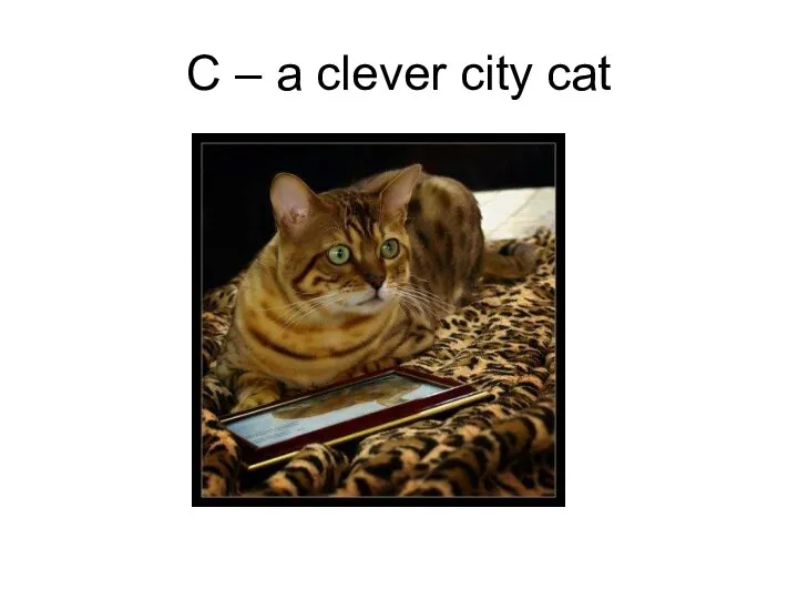 C – a clever city cat