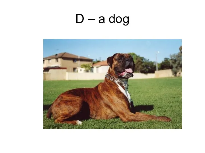 D – a dog