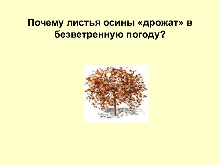 Почему листья осины «дрожат» в безветренную погоду?