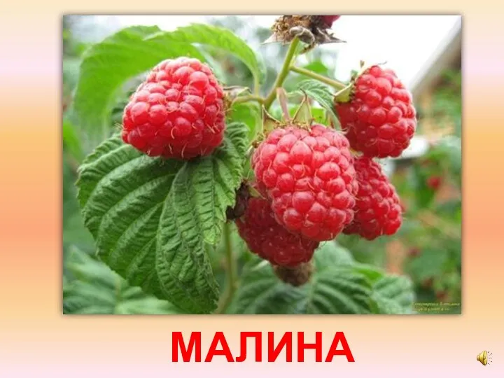 МАЛИНА