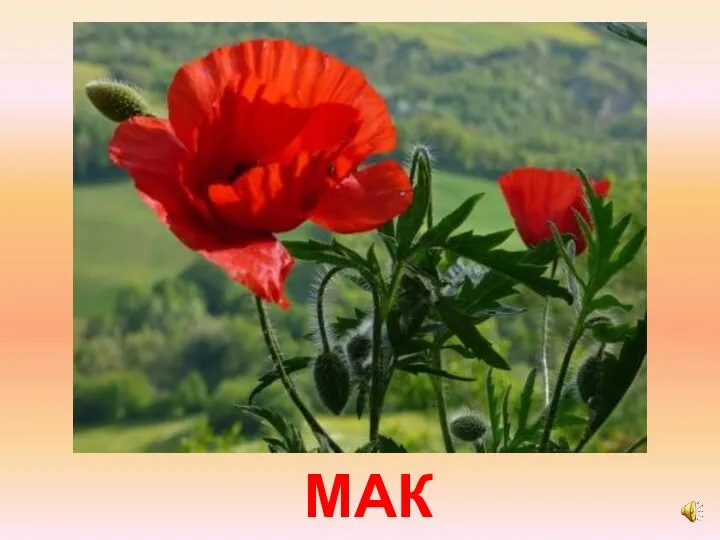 МАК