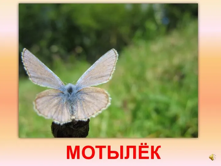 МОТЫЛЁК