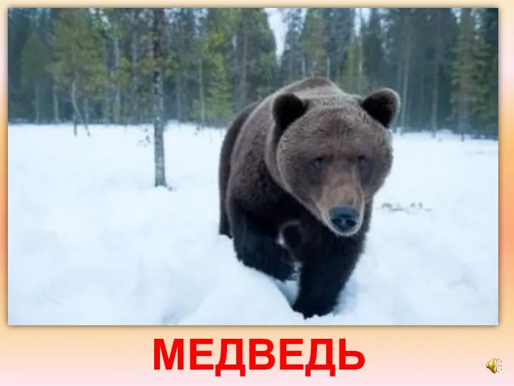 МЕДВЕДЬ