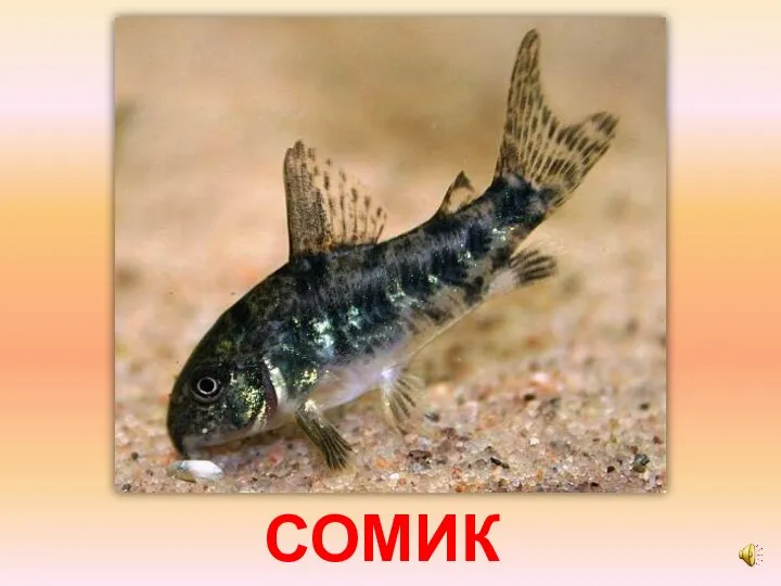 СОМИК