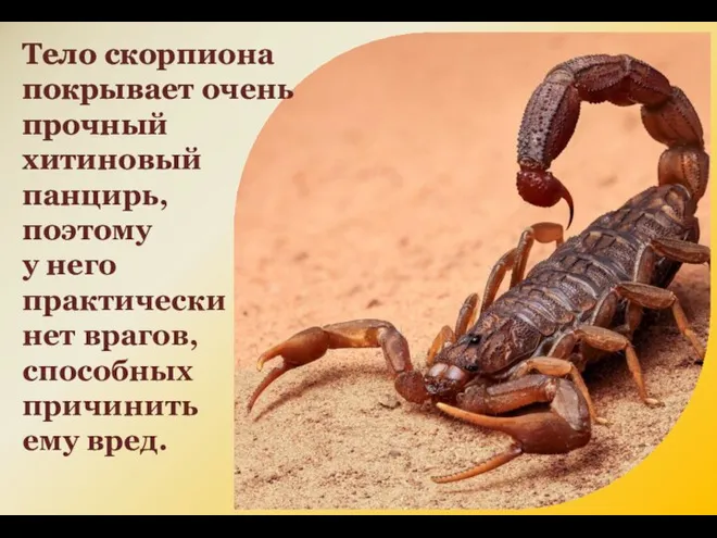 Тело скорпиона покрывает очень прочный хитиновый панцирь, поэтому у него практически нет