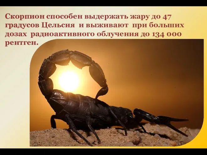 Скорпион способен выдержать жару до 47 градусов Цельсия и выживают при больших