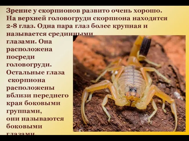 Зрение у скорпионов развито очень хорошо. На верхней головогруди скорпиона находятся 2-8