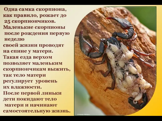 Одна самка скорпиона, как правило, рожает до 25 скорпиончиков. Маленькие скорпионы после