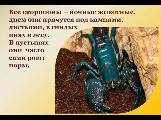 Все скорпионы – ночные животные, днем они прячутся под камнями, листьями, в