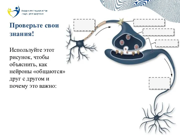 Проверьте свои знания! Используйте этот рисунок, чтобы объяснить, как нейроны «общаются» друг