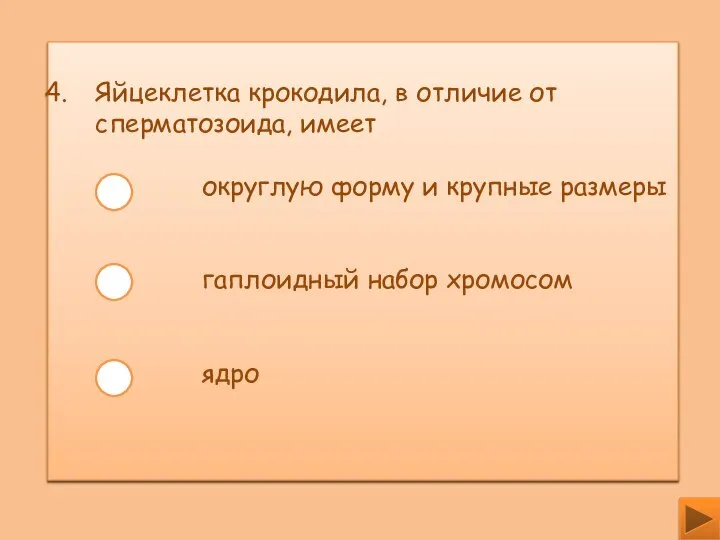 Яйцеклетка крокодила, в отличие от сперматозоида, имеет округлую форму и крупные размеры гаплоидный набор хромосом ядро