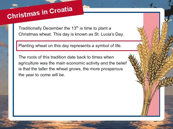 Traditionally December the 13th is time to plant a Christmas wheat. This