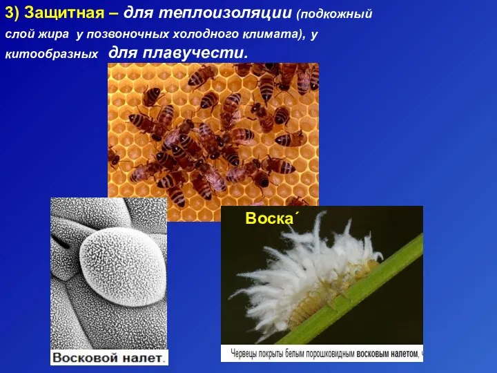 3) Защитная – для теплоизоляции (подкожный слой жира у позвоночных холодного климата),