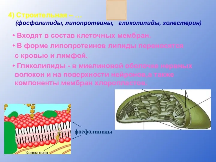 Входят в состав клеточных мембран. В форме липопротеинов липиды переносятся с кровью