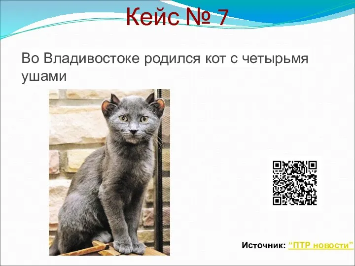 Кейс № 7 Во Владивостоке родился кот с четырьмя ушами Источник: “ПТР новости”