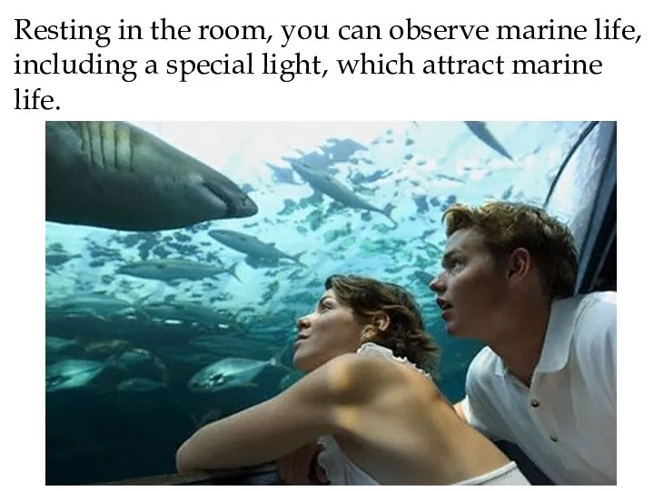 Resting in the room, you can observe marine life, including a special