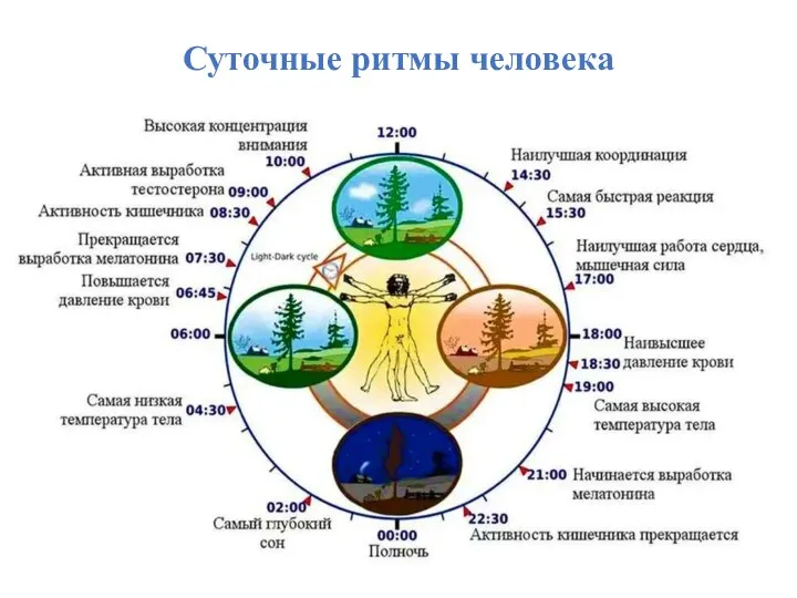 Суточные ритмы человека