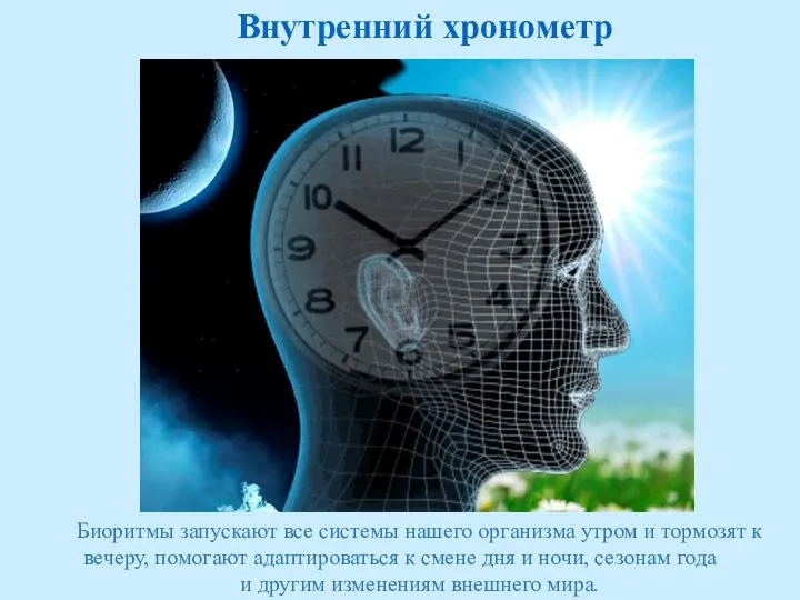 Внутренний хронометр Биоритмы запускают все системы нашего организма утром и тормозят к