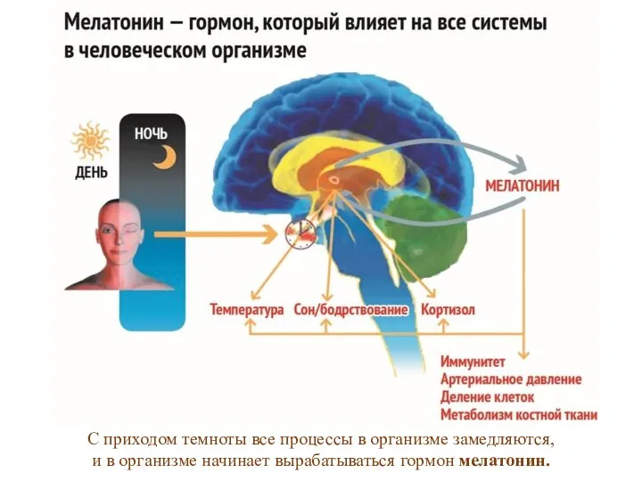 С приходом темноты все процессы в организме замедляются, и в организме начинает вырабатываться гормон мелатонин.