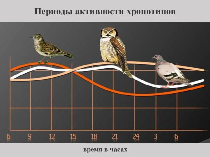 Периоды активности хронотипов время в часах