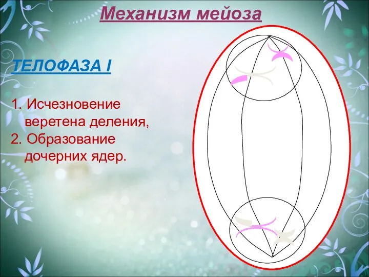 Механизм мейоза ТЕЛОФАЗА I 1. Исчезновение веретена деления, 2. Образование дочерних ядер.