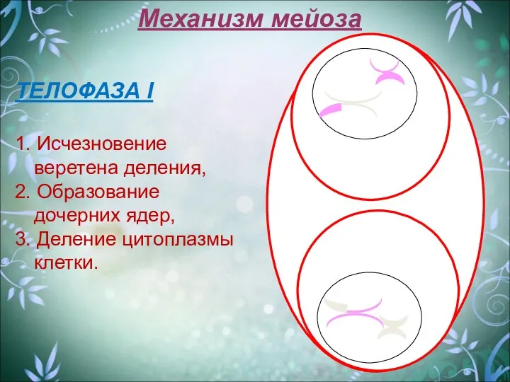 Механизм мейоза ТЕЛОФАЗА I 1. Исчезновение веретена деления, 2. Образование дочерних ядер, 3. Деление цитоплазмы клетки.