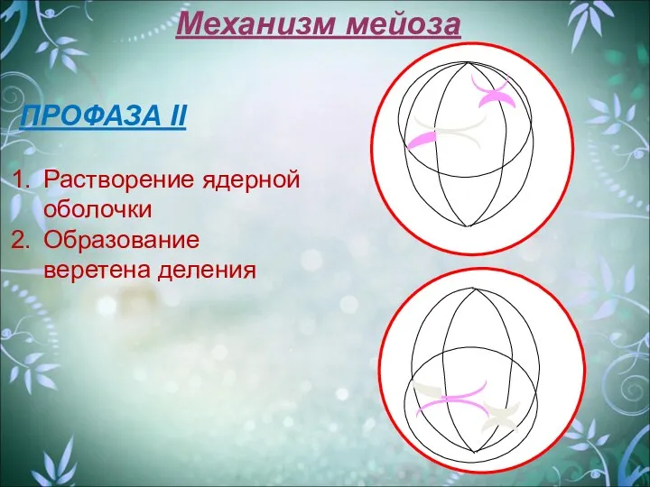 Механизм мейоза ПРОФАЗА II Растворение ядерной оболочки Образование веретена деления