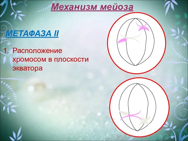 Механизм мейоза МЕТАФАЗА II Расположение хромосом в плоскости экватора