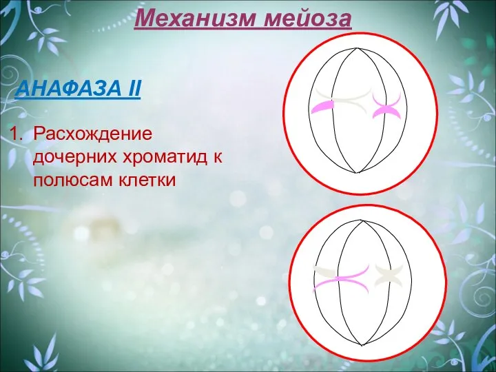 Механизм мейоза АНАФАЗА II Расхождение дочерних хроматид к полюсам клетки