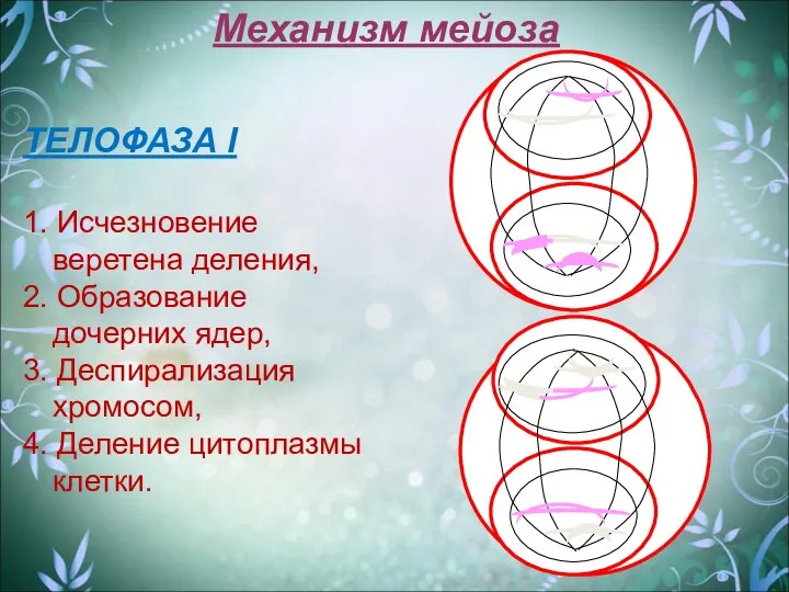 Механизм мейоза ТЕЛОФАЗА I 1. Исчезновение веретена деления, 2. Образование дочерних ядер,