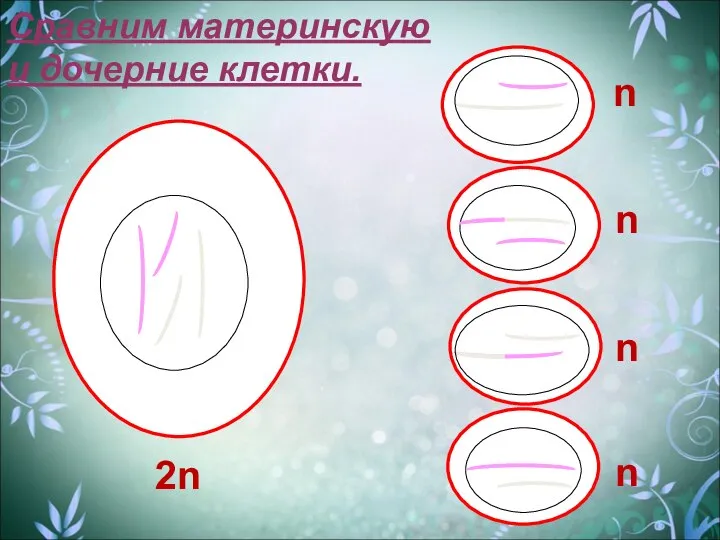 Сравним материнскую и дочерние клетки. 2n n n n n
