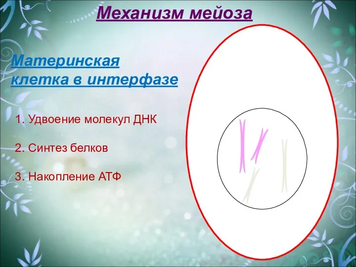 Материнская клетка в интерфазе Механизм мейоза 1. Удвоение молекул ДНК 2. Синтез белков 3. Накопление АТФ