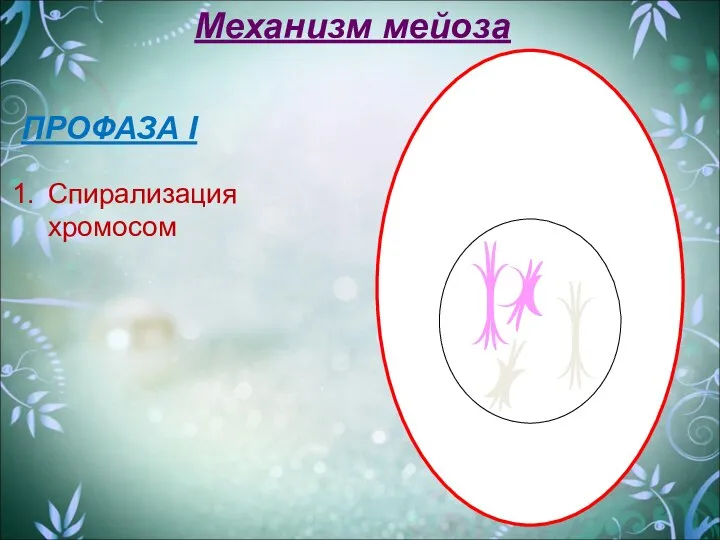 ПРОФАЗА I Спирализация хромосом Механизм мейоза