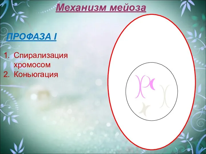 Механизм мейоза ПРОФАЗА I Спирализация хромосом Коньюгация